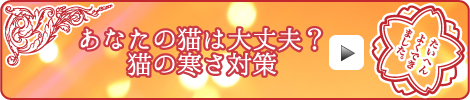 あなたの猫は大丈夫? 猫の寒さ対策